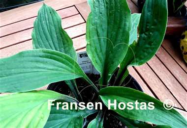 Hosta Lipstick Sister